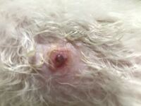 飼い犬に 投げたﾎﾞｰﾙを持ってくるように教えて遊びたいのですが なかな Yahoo 知恵袋