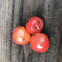 家庭菜園のプチぷよ ひとつの株でこういったトマトが複数出ている Yahoo 知恵袋