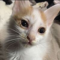 子猫の体重生後４ヶ月の雄で2 3kgは小さめですか 雑種 Yahoo 知恵袋