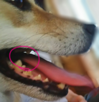 犬の舌先に黒いシミ が出来ました 以前はキレイなピンクだったのです Yahoo 知恵袋
