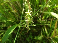 英語でマイクラの湿地帯は なんといいますか Swamp Yahoo 知恵袋