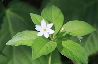 この花の名前を教えて下さい ツマトリソウでしょう Yahoo 知恵袋