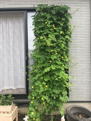 初めて家庭菜園したゴーヤプランターに2苗植えたのですがココ最近急激に成長 Yahoo 知恵袋