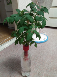 ミニトマト水栽培の花が咲かない 泣 芽が出たのは5月のはじめに芽が Yahoo 知恵袋