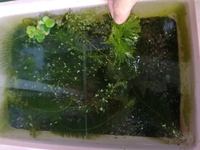 メダカの仮死状態について教えてください 今朝わが家のメダカが１匹 にな Yahoo 知恵袋