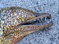 魚について細長い魚 鱧 太刀魚 黒穴子やウツボなど は獰猛な印 Yahoo 知恵袋