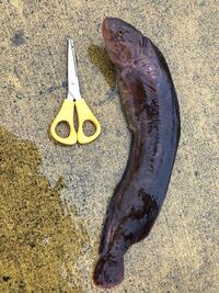 ナルトビエイがよく釣れます 釣り人にとっても迷惑ですし漁師にとって Yahoo 知恵袋