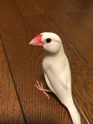 文鳥の性別について 生後9ヶ月の文鳥さんを飼っています 換羽が終わ Yahoo 知恵袋