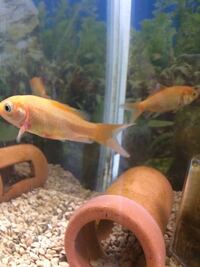 金魚のヒレの付け根に血豆 タイトル通りなのですが 昨日 一昨日か Yahoo 知恵袋