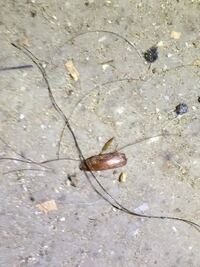 ゴキブリ赤ちゃんの羽 茶色の小さい虫が庭にいました 既に死んでいて つま Yahoo 知恵袋