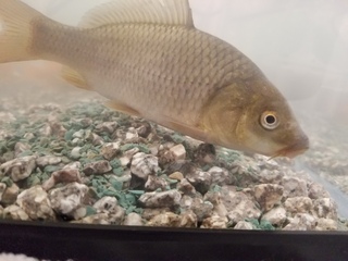 近所の子供用の釣り堀で釣ってきた魚ですが この魚は鮒か鯉のどちらでしょう Yahoo 知恵袋