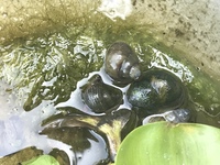 田んぼや小川にいるタニシ 食べられるのでしょうか 食べられるけど や Yahoo 知恵袋