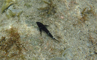 この黒い魚は何でしょうか？
兵庫県豊岡市の竹野浜の磯場にいました。 