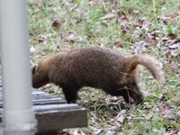 この動物は何かしら アナグマのような気がするのですが Yahoo 知恵袋