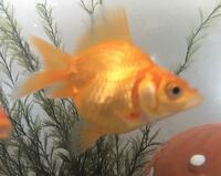 金魚の妊娠期間を教えてください 金魚はメスが卵をおなかの中に作り始 Yahoo 知恵袋