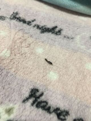 この虫は何でしょう アリですか 服の中にアリのような虫がいてさされ Yahoo 知恵袋