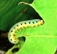 アゲハの幼虫黄色い斑点について 庭の山椒の植木に幼虫がついていたので Yahoo 知恵袋
