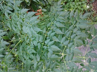 公園の植え込みに雑草の様に生えてきたこの植物の名前教えて下さい Yahoo 知恵袋