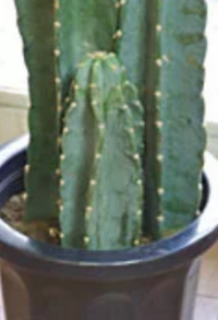 柱サボテンをリビングに置きたいのですが トゲのある植物は風水では良 Yahoo 知恵袋