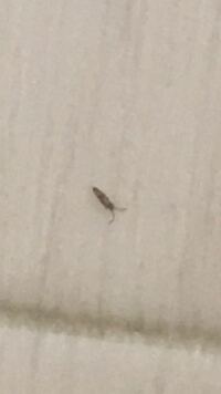 この写真の虫はゴキブリでしょうか 黒いゴキブリは成虫と生まれたてと五ミリ位の Yahoo 知恵袋