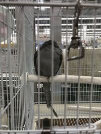 中型のインコを飼いたいのですが 鳴き声が心配です 一戸建てですが Yahoo 知恵袋