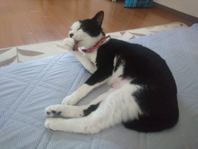 犬の出産・胎盤はどうするか - 犬の出産についての質問です。出産後に 