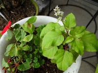 カトリソウ ゼラニュームに似た植物 て本当に蚊がよってこないんですか Yahoo 知恵袋