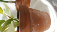 室内の素焼きの鉢に白カビが 室内で育てている観葉植物の 素焼きの鉢3 Yahoo 知恵袋