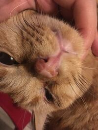 猫の鼻の穴が塞がってしまっています 片方の鼻だけ塞がって Yahoo 知恵袋