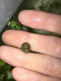 巻貝について 買った水草に貝が付いていたのですが 種類がわ Yahoo 知恵袋