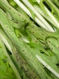 自宅で育てた水菜の葉の裏がこのようになっていたのですが なんでし Yahoo 知恵袋