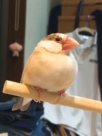 頭の白い桜文鳥の雛を飼っています 画像左です 生後一カ月半ほどで Yahoo 知恵袋