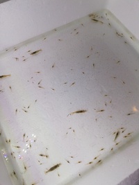 ミナミヌマエビ水槽の底砂掃除の頻度はどれくらいがいいですか Yahoo 知恵袋