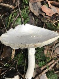 今朝 アサガオの鉢にキノコが生えてました 何キノコでしょうか 抜いた方がよいで Yahoo 知恵袋