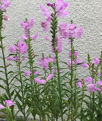 夏場 雑草かと思っていた植物に紫の綺麗な花が咲きはじめました Yahoo 知恵袋