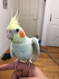 我が家のオカメインコが最近攻撃的になりました 近寄ると飛びかかってきてつついた Yahoo 知恵袋