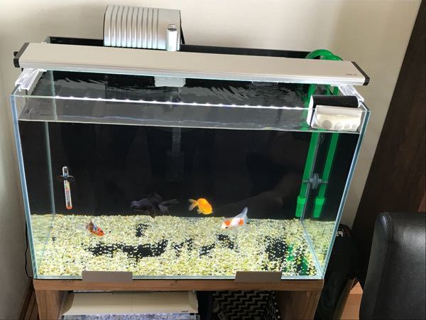 ９０ｃｍ水槽（１５７L）で、金魚（４～５ｃｍ）は何匹くらいが 