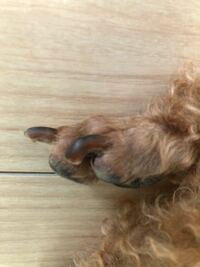 犬の爪トイプードル6歳 を飼っています 爪の長さについてなのですが 前足 Yahoo 知恵袋