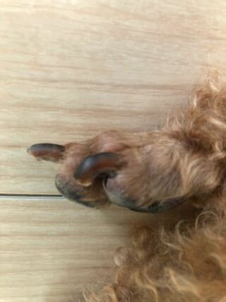 犬の爪トイプードル6歳 を飼っています 爪の長さについてなのですが 前足 Yahoo 知恵袋
