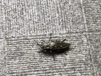 自宅ベランダにいたのですが このカナブンのような虫は何ですか Yahoo 知恵袋