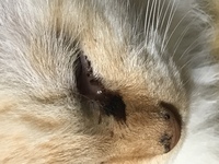 猫の黒いシミのようなものについて教えて下さい 数日前から目ヤニ Yahoo 知恵袋