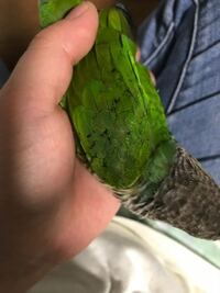 ケンタッキーフライドチキンの骨の中の黒い内臓みたいなやつ食べれますか Yahoo 知恵袋