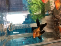 金魚すくいの金魚が死んでしまいました 金魚すくいで取った金魚が1週間ほど Yahoo 知恵袋