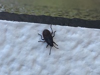 虫写真あります スノーボールという庭木に害虫がついて困っ Yahoo 知恵袋