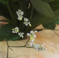 花束でかすみ草と薔薇の組み合わせは古いのですか 花屋さんに行った時そうき Yahoo 知恵袋