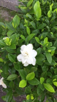 この花の名前を知りたいです6月頃に散歩をしていると非常にいい匂いのする白 Yahoo 知恵袋