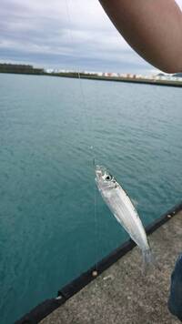 はじめて海釣りに行ったのですが いろいろな魚が釣れた中で この稚魚だけは Yahoo 知恵袋