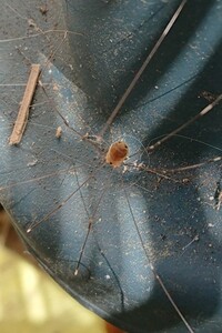 虫画像注意 先ほど家の庭にとても脚が細くて長い蜘蛛のような虫 Yahoo 知恵袋