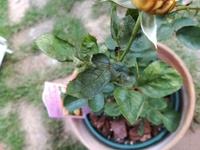 ミニバラたちが変な新芽を出しますとりあえず見守っていましまたが Yahoo 知恵袋