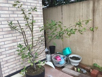 りんごの木に花が咲きません 当然実がならないのですが どうしてでしょうか Yahoo 知恵袋